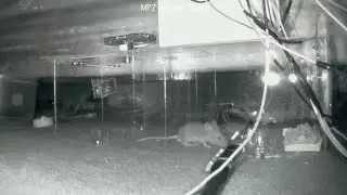 Hungry Trainee Ninja Mouse vs The MacPCZone Infra Red Mousetrap Next Generation