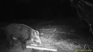 The cleaver was afraid of the infrared radiation of the camera trap