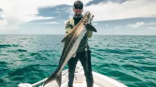 Catching bait at the skyway bridge for the Best Cobia bait for Tampa Bay Cobia fishing