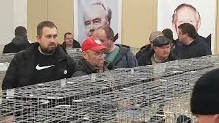 November 30, 2025, Voronezh Pigeon Exhibition, Part 8
