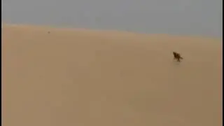 Арабы на охоте