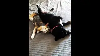 Дуся и Жужа.Кошка-собака.Прикольные и милые моменты.Dusya and Zhuzha.Cool and cute moments.Сat -dog.