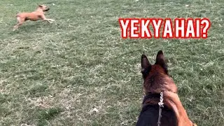 German Shepherd Vs Street Dog!!ये Breed आपका बॉडीगार्ड है Best protection Dog breed