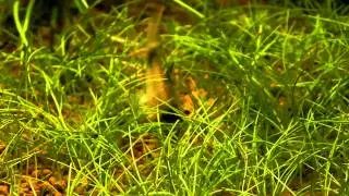 Corydoras panda - Bitanu 2010