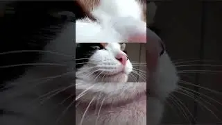 KOMPILASI KUCING LUCU #4 
