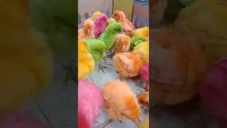 ayam warna lucu #cute #lucu #ayamwarnawarni #animalcute #animalsvideo #shortsfeed