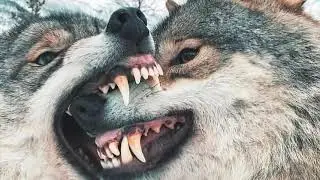 Wolf Growl / Attack Sound Effect