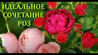 Розы Аскот, Мадам Фигаро, Элнвик Роуз. Идеальное сочетание!
