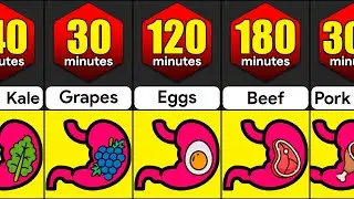How Long Do Foods Stay In Your Stomach? | Comparison