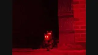 The Howl of a Male Cat in Heat!