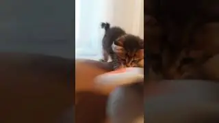 пранк над новым котёнком