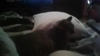 Кошак