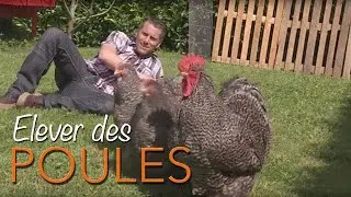 POULAILLER. Elever des POULES. POULE PONDEUSE. Un poulailler à la maison !