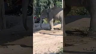 Таиланд, Пхукет 🐘