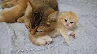 Kitten Pom is the finest and cutest pillow!