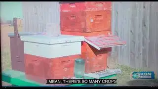 Carp’s Bees KSN 2024