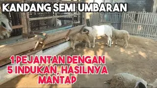 KANDANG DOMBA GIBAS SISTEM SEMI UMBARAN!!