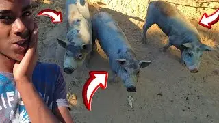 FUI VER COMO ESTÃO OS MEUS ANTIGOS LEITÕES