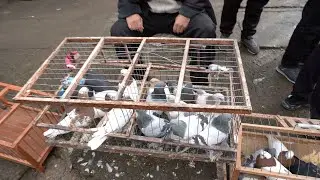 Тошкент қуш бозори: 18.02.2023