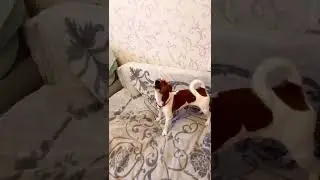Оперный певец Джек
