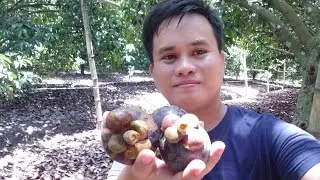 Mangosteen in toril davao