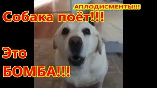 Мисси научилась ПЕТЬ НА АНГЛИЙСКОМ!!!