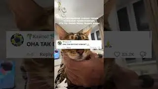 When your cat doesn't drink enough water( | Video creator: @sendi_bengal