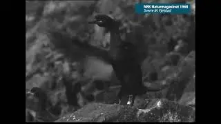 Silent bird cliffs, the shag colony at Runde has gone