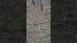 Wisconsin opening weekend gun deer hunting 2023