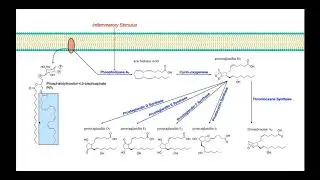 Eicosanoid Biosynthesis [Part 1] | Prostaglandins & Thromboxane A2