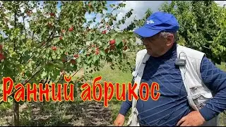 Early apricot variety Tsunami on a semi-dwarf rootstock - Matsenko Nursery