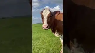 прикол.кричит как осёл.  