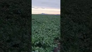 canola  Ріпак