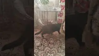 кошачьи смотрины