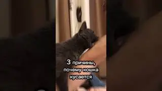 3 причины, почему кошка кусается 🐱 