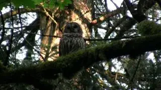 Barred Owl, Solicitation Calls. Пестрая неясыть, крик самки (2313sp)