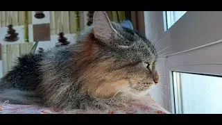 Кот Кесмус и аномальная жара 