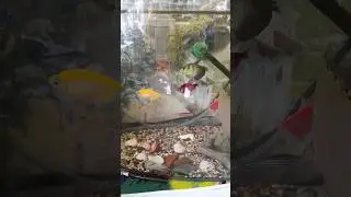 Секрет чистоты аквариума 