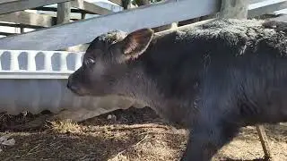 Frisian x Angus bull