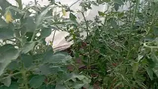 🍅26 июня, 🍅🍅томаты заметно подросли 👍