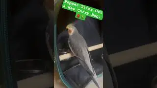 Pepper Tries Out a New Carry Bag! 🎒🦜
