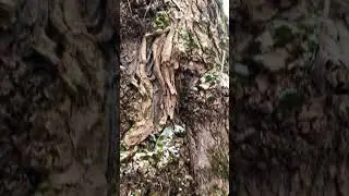 Дерево есть- цепи и кота нет