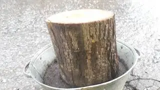 Вешенки не работают...