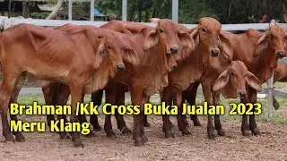 Buka Untuk Jualan‼️Lembu Jaras Brahman cross/kk cross