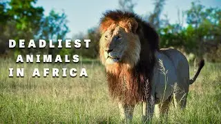 Top 10 Most Deadliest Animals in Africa