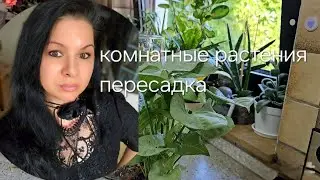 КОМНАТНЫЕ РАСТЕНИЯ ПЕРЕСАДКА #nature #plants #влог #garden #покупки #обзор #