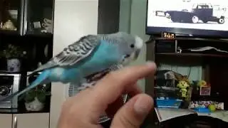 Волнистик Кеша