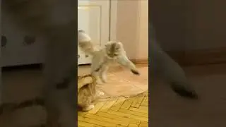 💫 Fatality Goes Wrong 