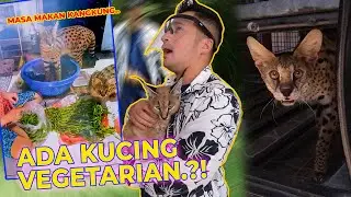 SEREM BANGET..!! TIDUR SERANJANG BARENG KUCING BUAS..!