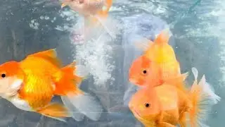 The beauty of Grooming fish, goldfish in aquarium @goldenfish1410